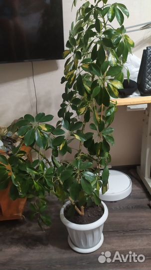 Шефлера вариегатная