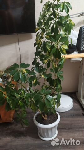 Шефлера вариегатная