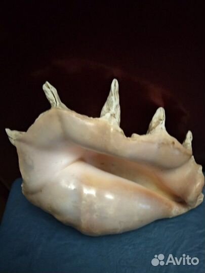 Ракушка морская