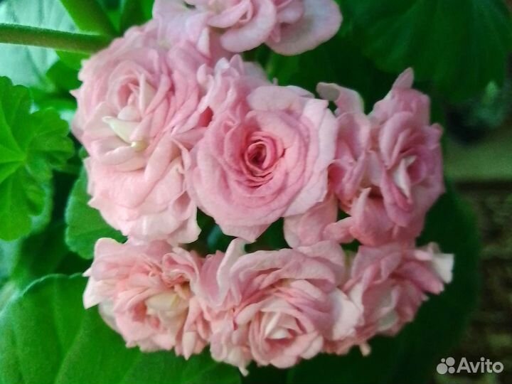 Пеларгония герань