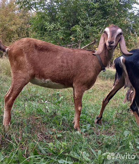 Коза нубийская