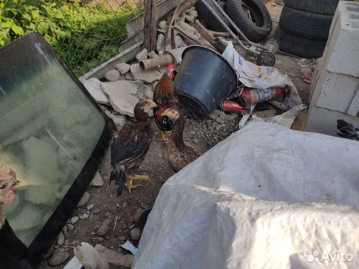 Бойцовые петухи