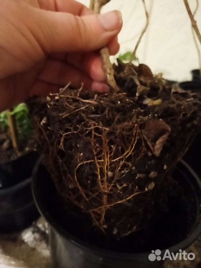 Самарская Лидия гортензия