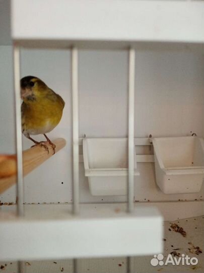 Птицы певчие