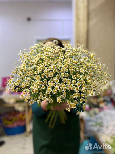 Матрикария