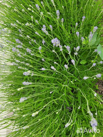 Лаванда узколитная, широколистная