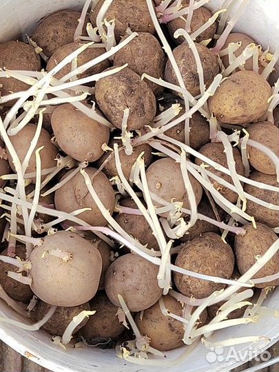 Семенной картофель