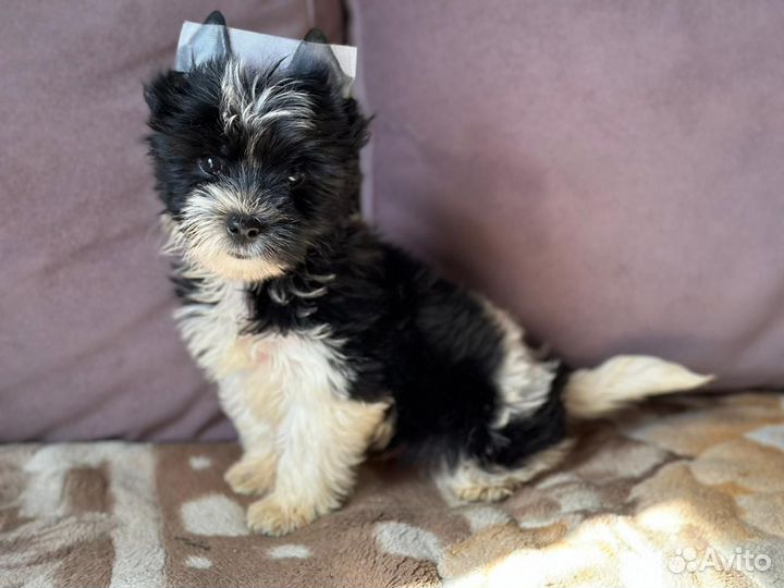 Щенки бивер йорка