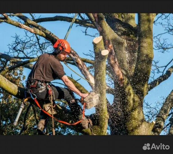 Спилить дерево