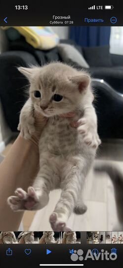 Кошка