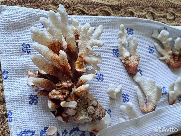 Морские кораллы настоящие, ракушки, морская звезда