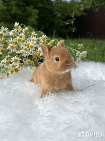 Декоративные кролики