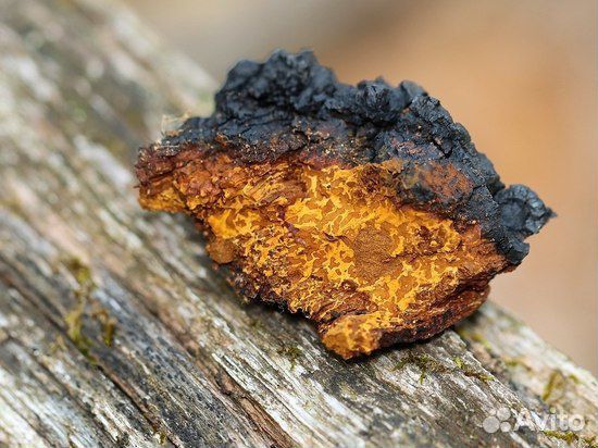 Чага сушёная