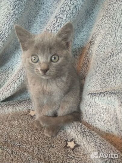 Котята мальчик и девочка 1.5 месяца