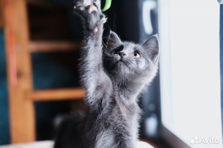 Серый ручной котёнок русской голубой