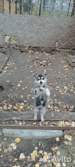 Собака