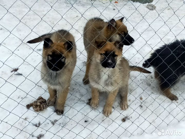 Щенки хаски, привитые с ветеринарным паспортом