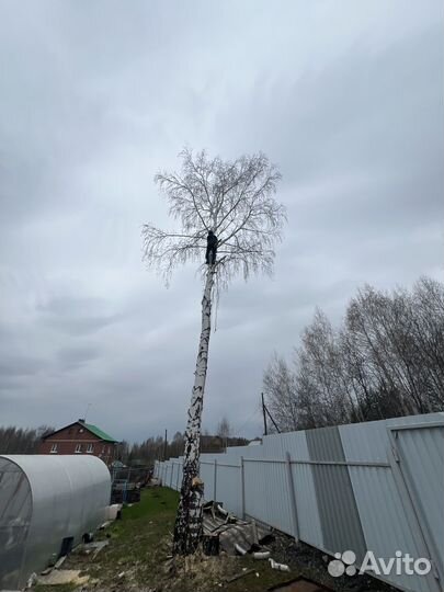 Спил деревьев