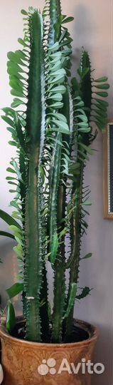 Молочай треугольный (трехгранный)