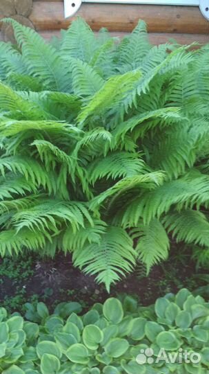 Папоротник