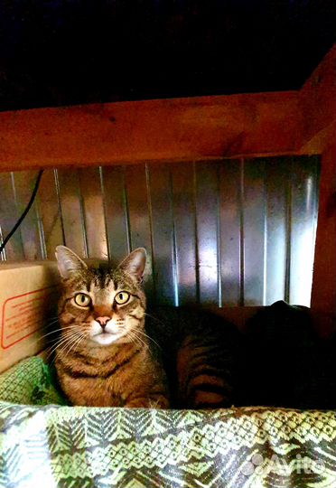 В добрые руки