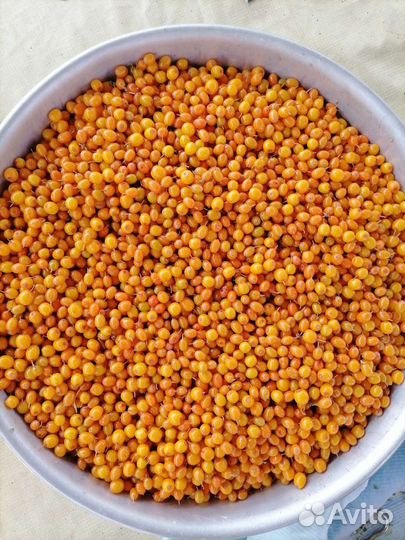 Облепиха ягоды