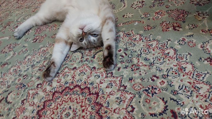 Британский кот вязка