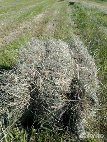 Сено трава разнотравье