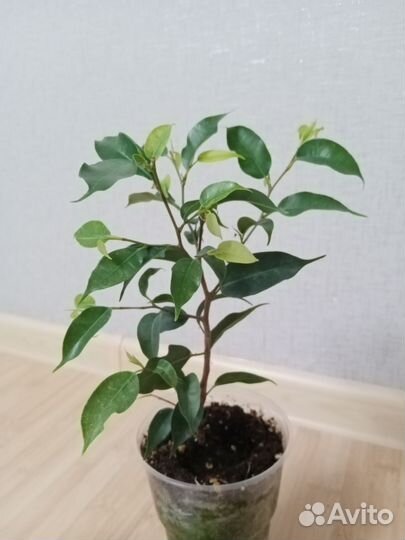 Фикус бенджамина