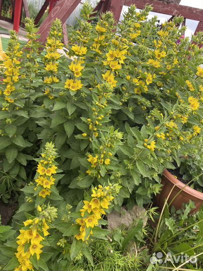 Фалярис. Вербейник. Кохея