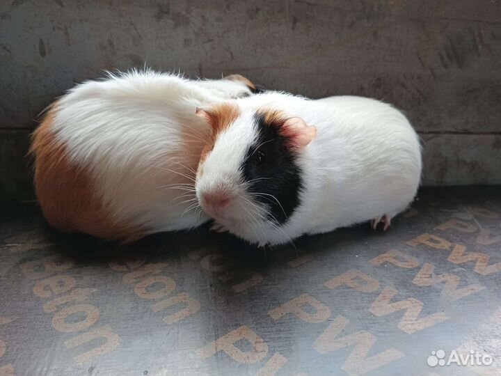 Морские свинки