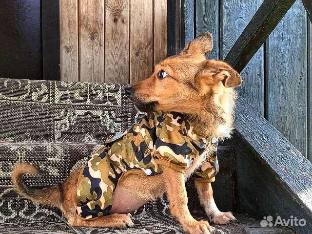 Метис тоя в дар