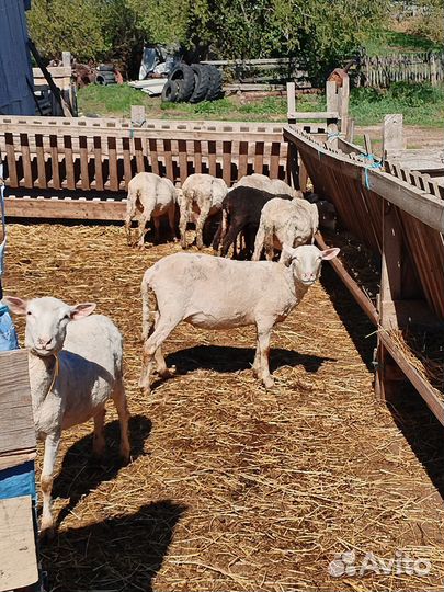 Бараны, ярки