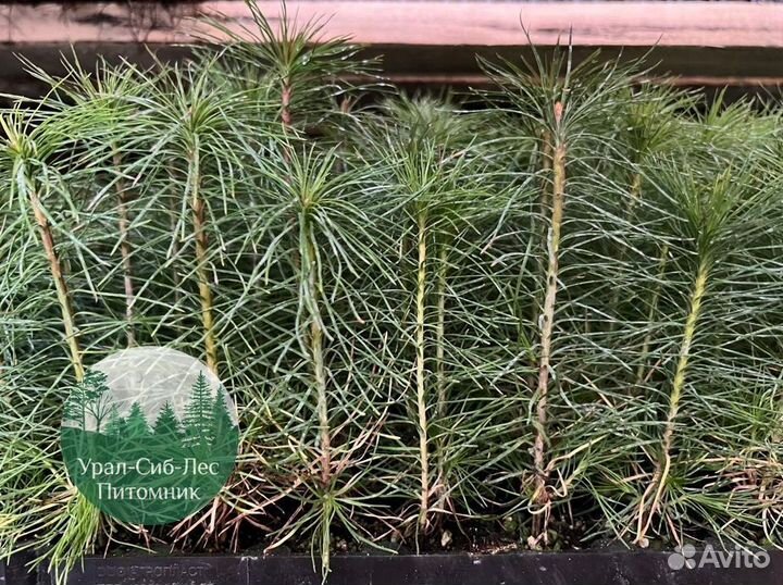 Зкс и окс Сосна Ель Лиственница сеянцы Голуб горн
