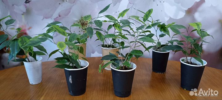 Фикус бенджамина