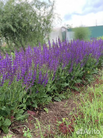 Шалфей дубравный