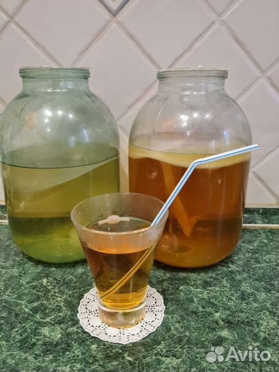 Чайный гриб камбуча