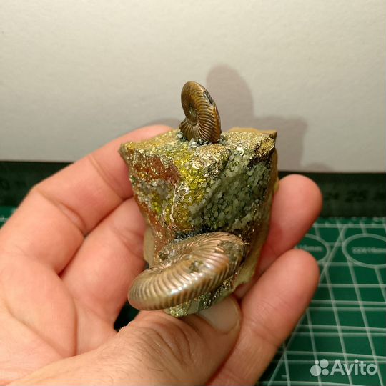 Окаменелости аммониты