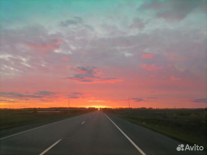 Овес кормовой