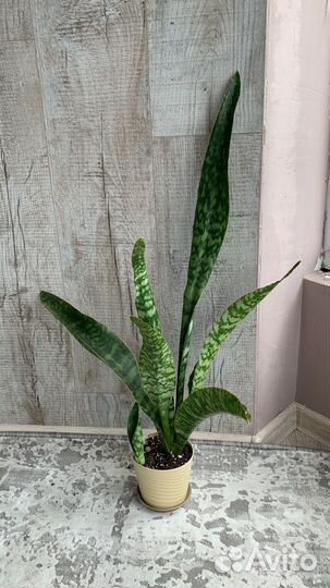 Сансевиерия аубрутиана драгон, металлика