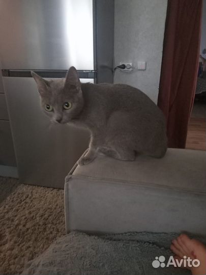 Кошка помесь