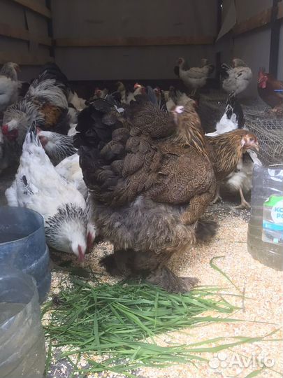 Несушки Адлерские Серебристые,Брама