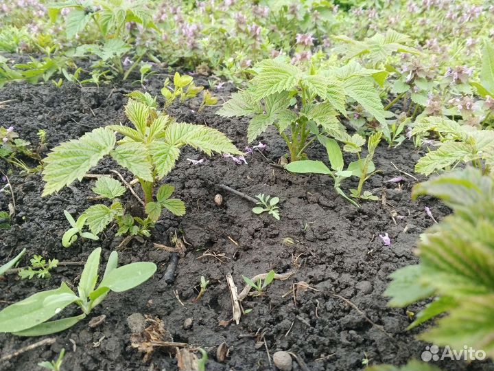 Саженцы малины разных сортов