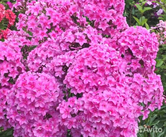 Флоксы Хамелеон от хаски Джека