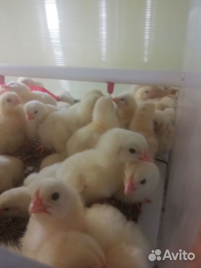 Бройлеры кобб500