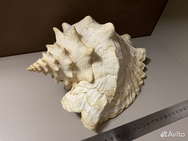 Ракушка морская