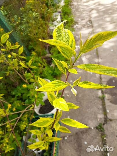 Дёрен белый 