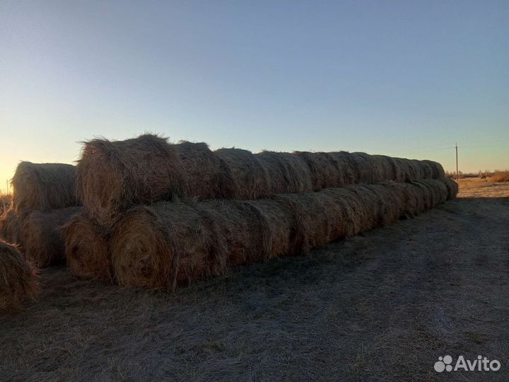 Продам сено в рулонах2024