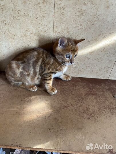Бенгальские котята