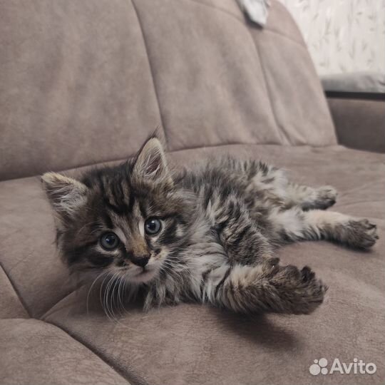 Котик в дар бесплатно